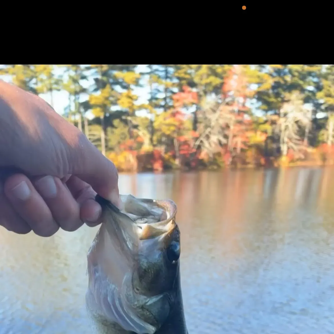 Largemouth bass caught on Fishbrain
