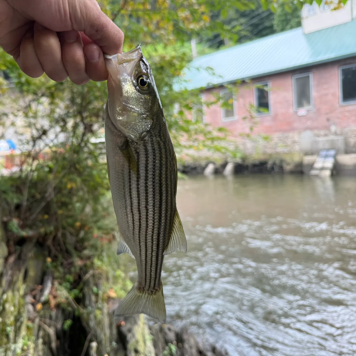 Striped bass caught on Fishbrain