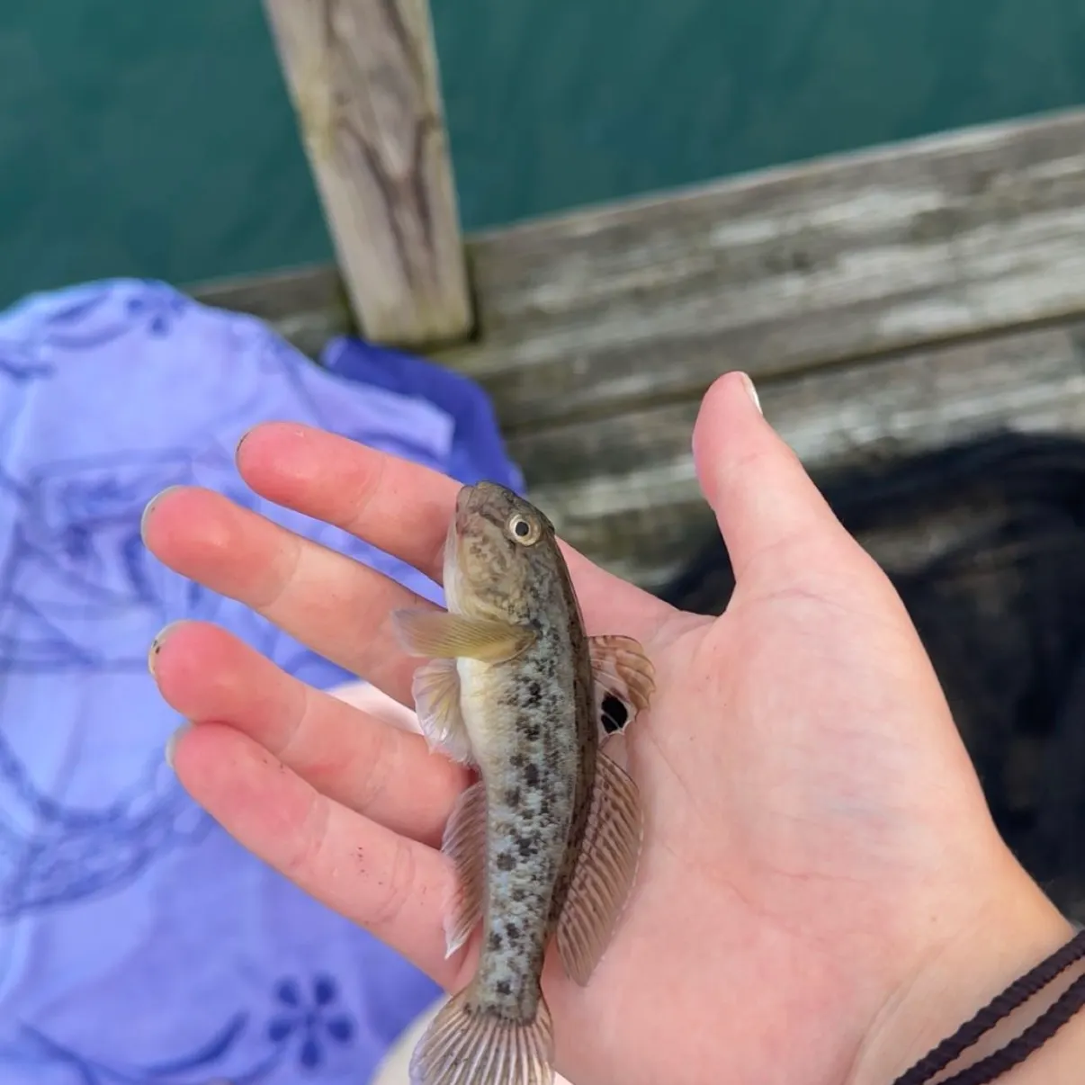 The most recent Round goby catches on Fishbrain