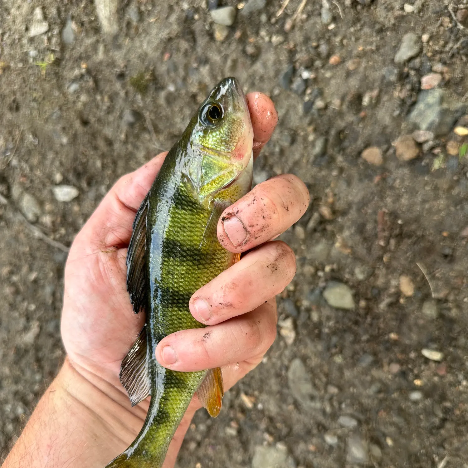 Yellow perch caught on Fishbrain