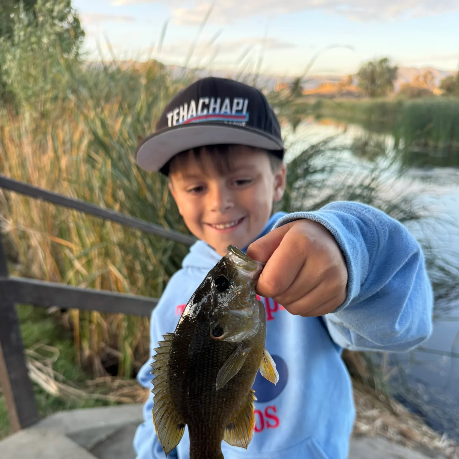Green sunfish caught on Fishbrain