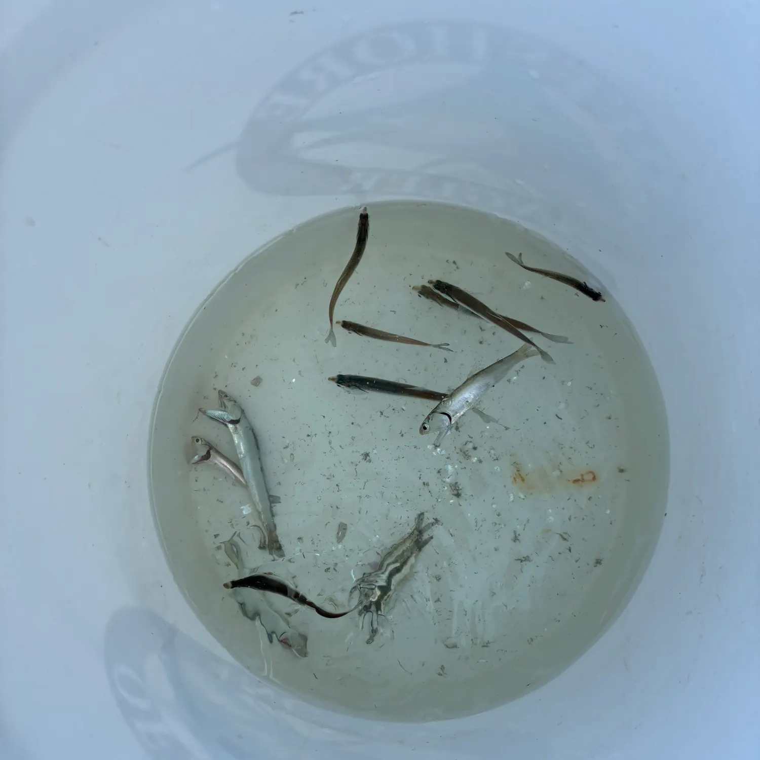 Northern anchovy caught on Fishbrain