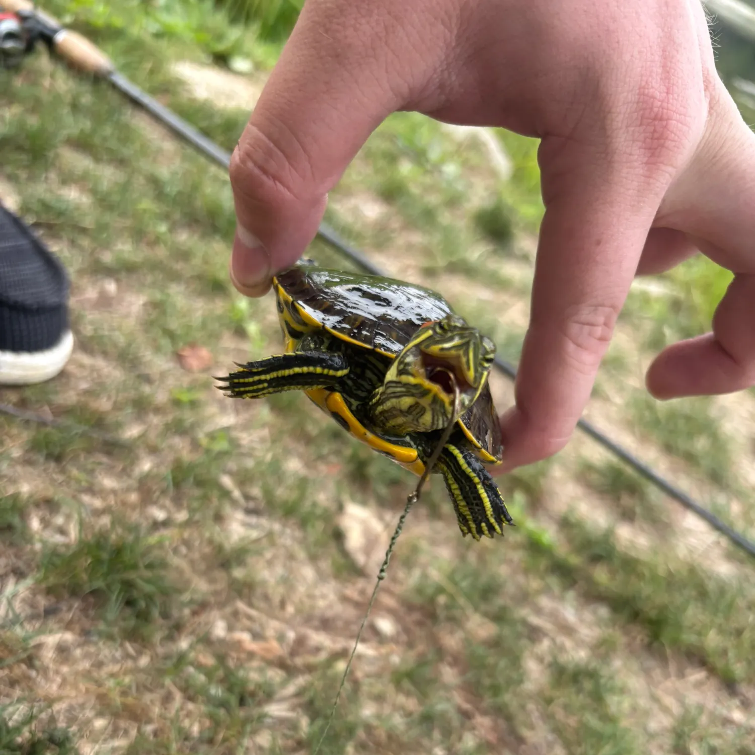 The most recent Pond slider turtle catches on Fishbrain