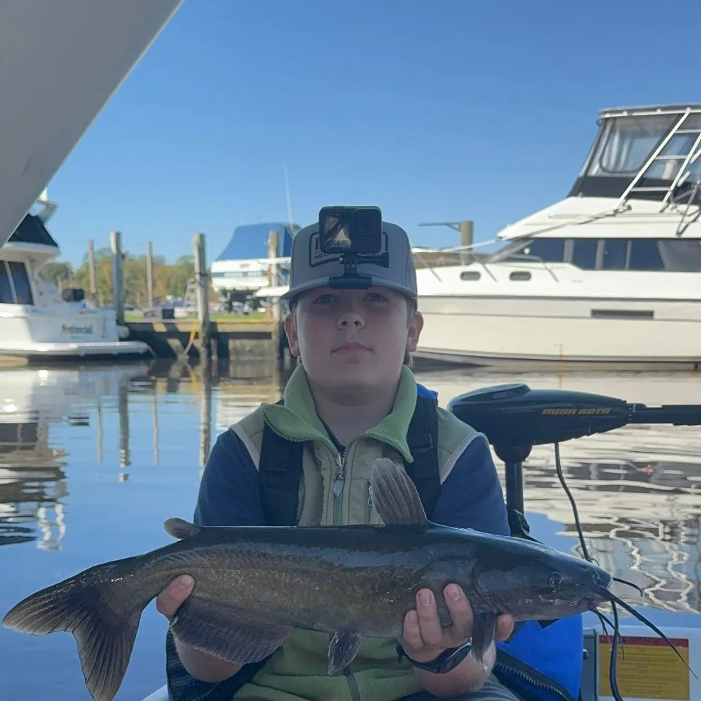 Channel catfish caught on Fishbrain