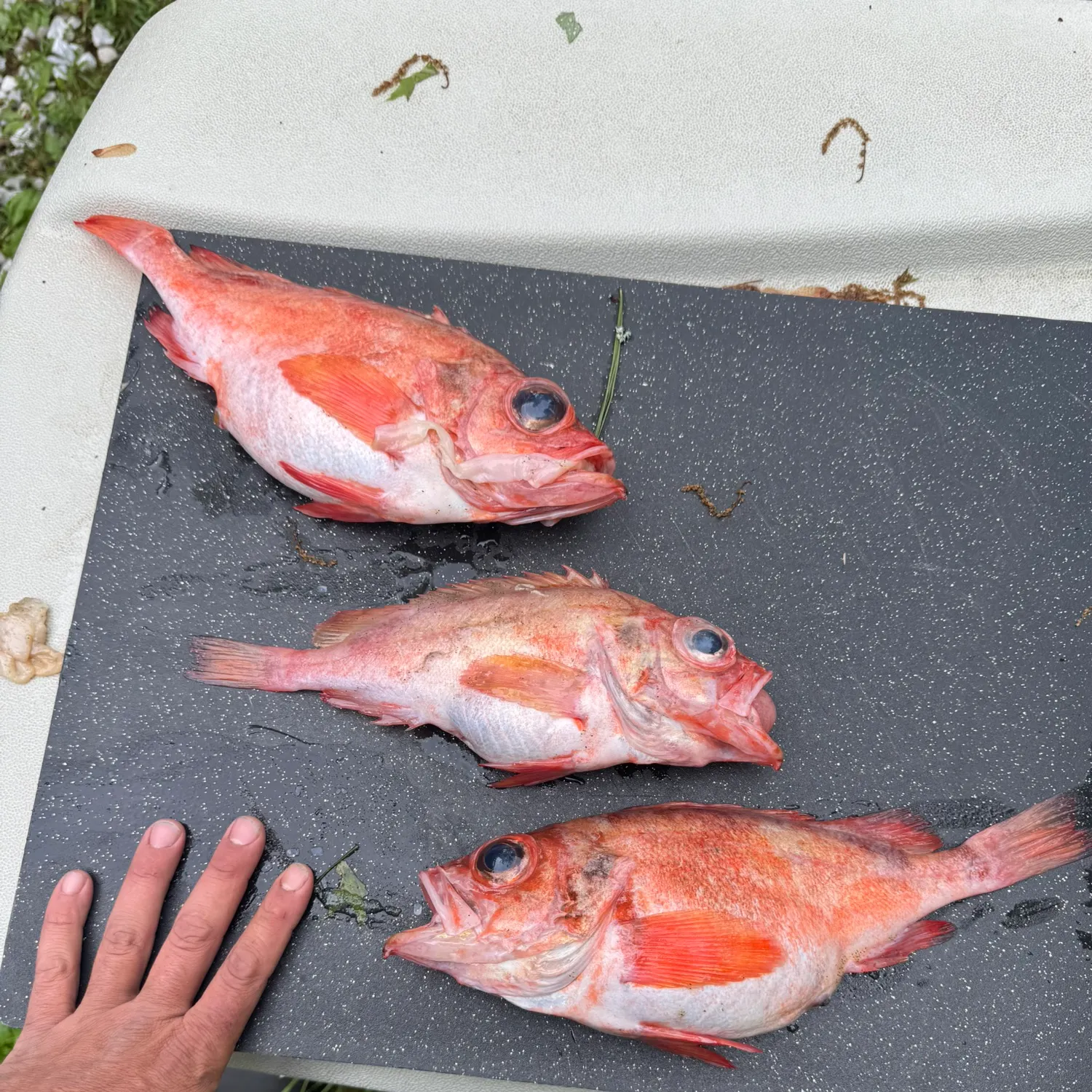 recently logged catches