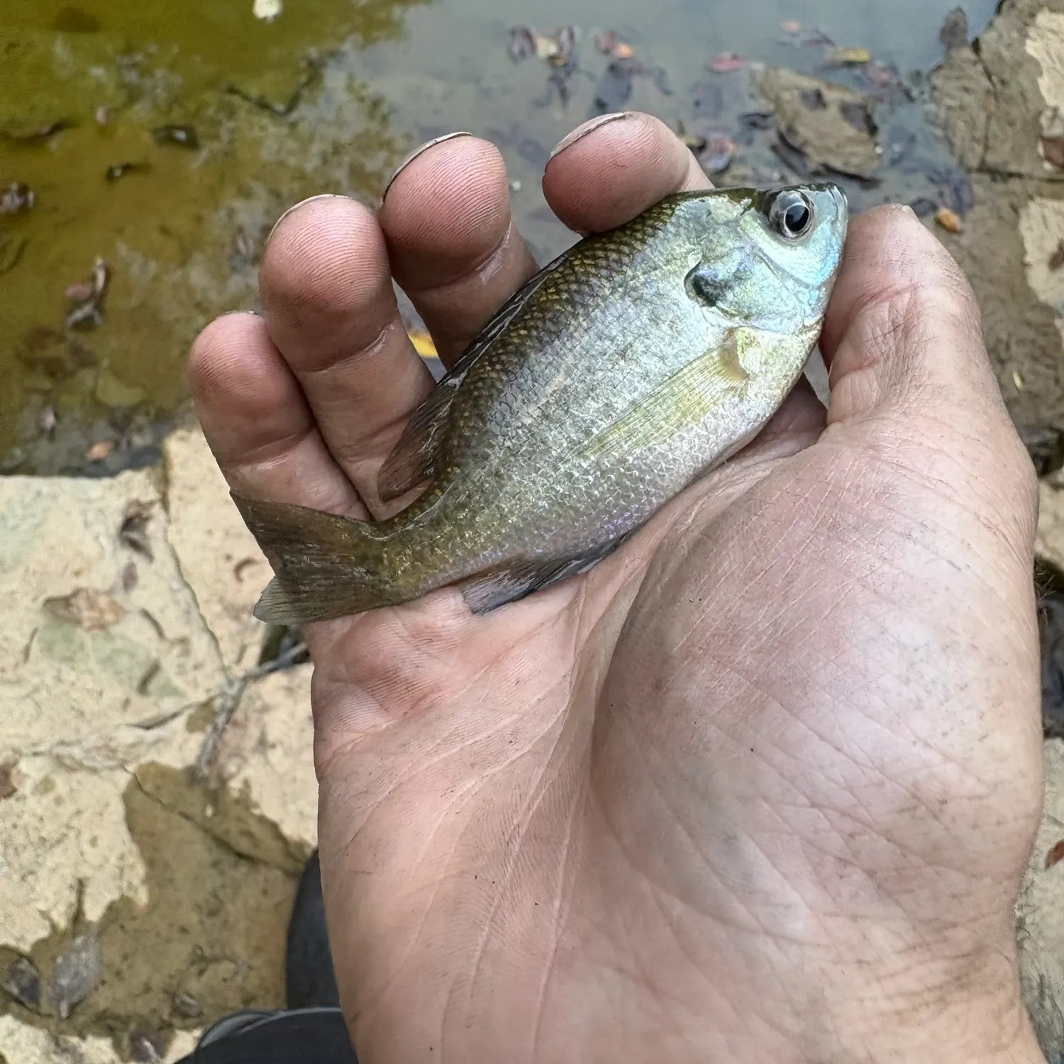 Bluegill caught on Fishbrain