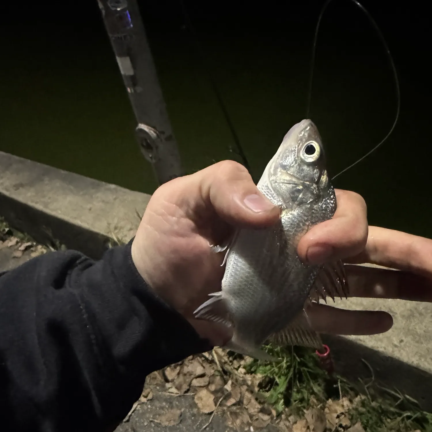 White perch caught on Fishbrain