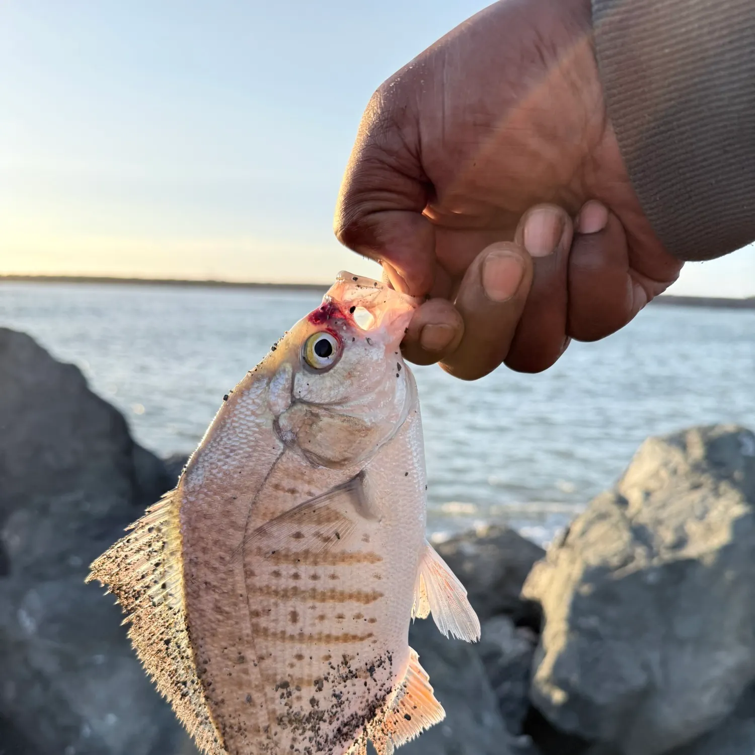 Barred surfperch caught on Fishbrain