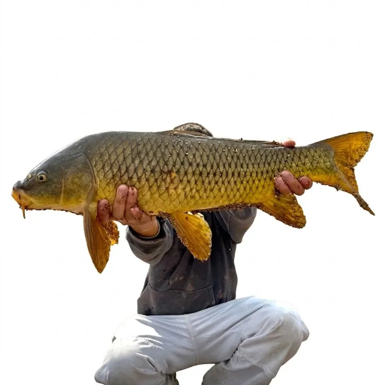 The most recent Common carp catches on Fishbrain
