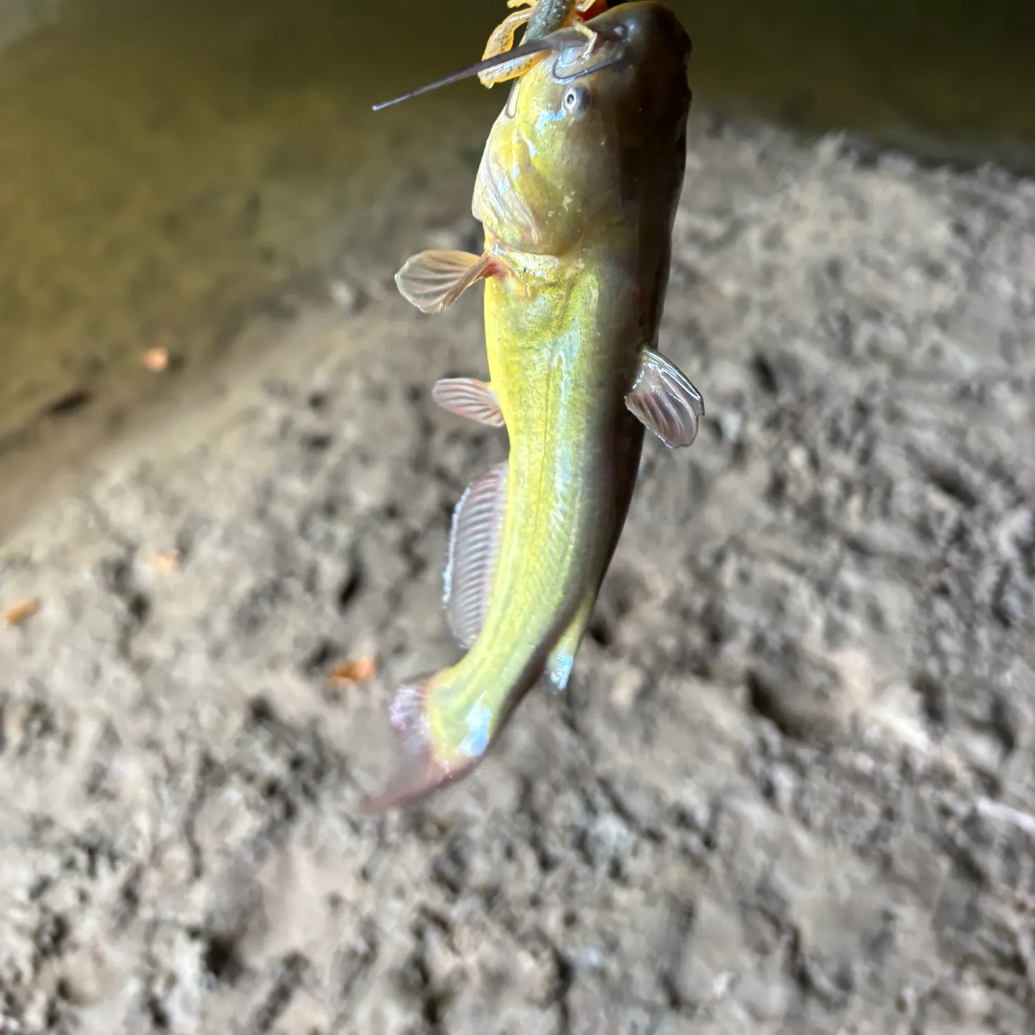 Yellow bullhead caught on Fishbrain