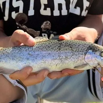Rainbow trout caught on Fishbrain