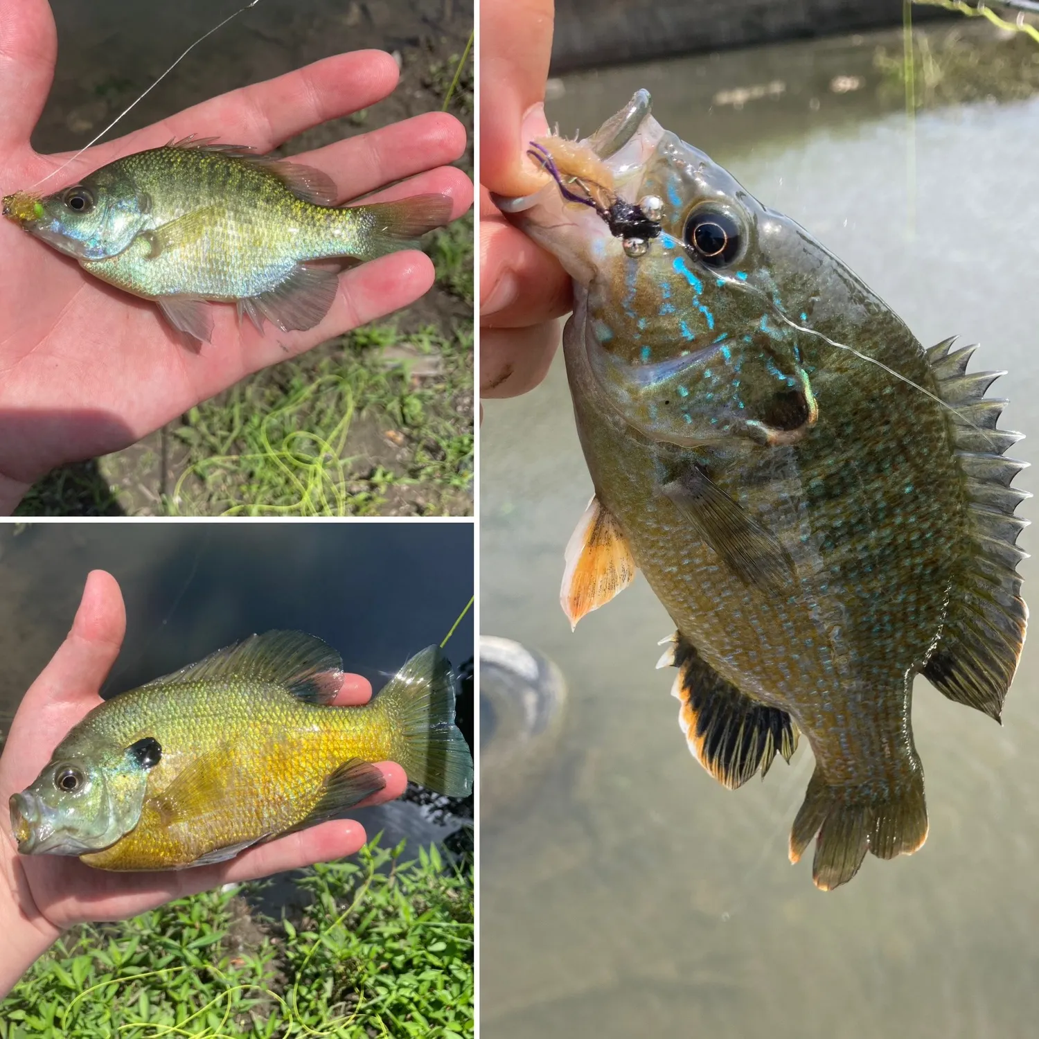 Warmouth caught on Fishbrain