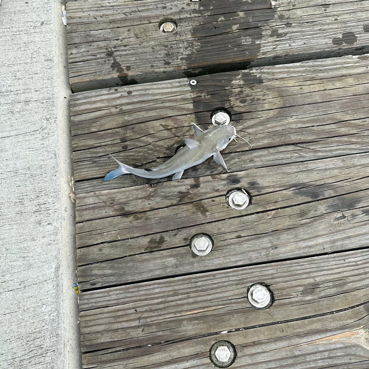 Gafftopsail sea catfish caught on Fishbrain
