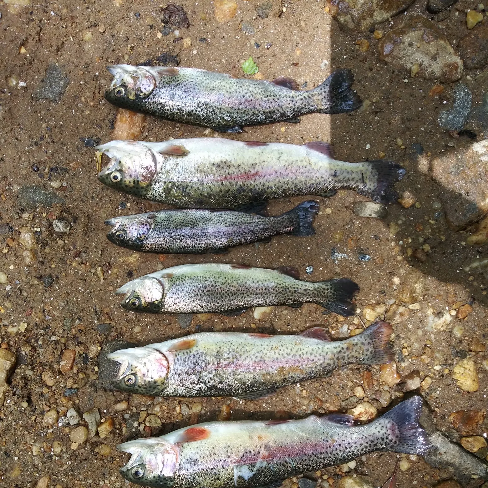 recently logged catches