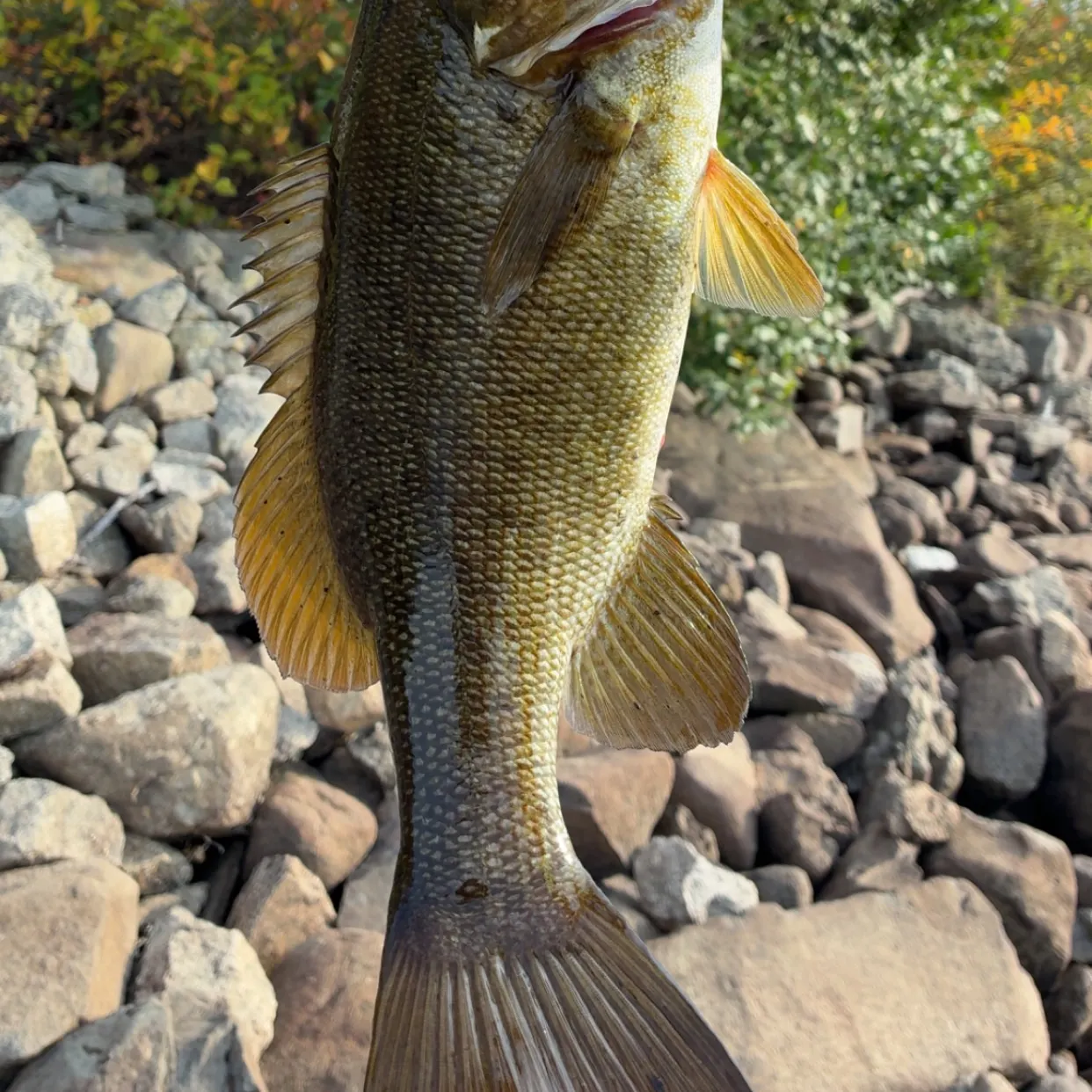 Smallmouth bass caught on Fishbrain
