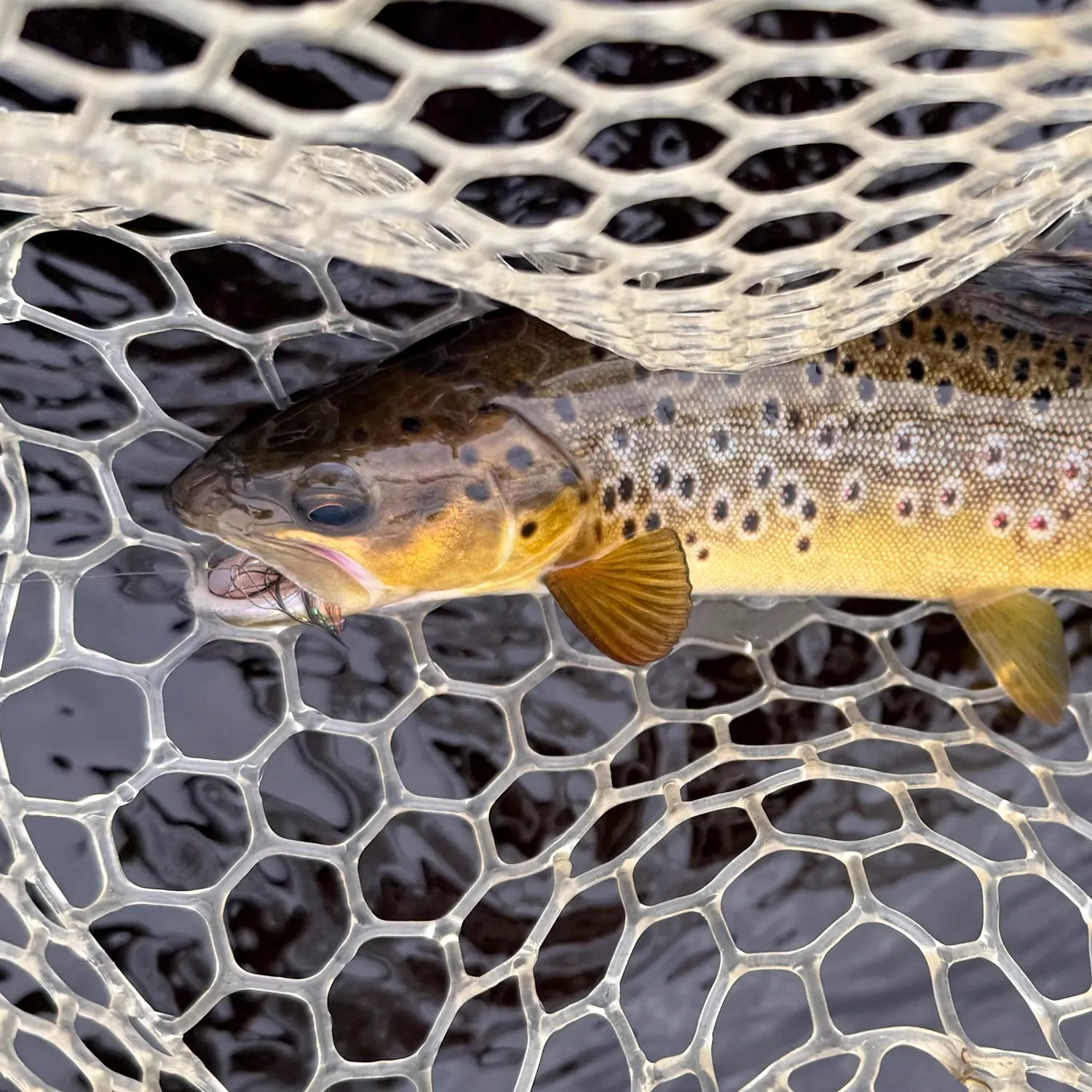 Brown trout caught on Fishbrain