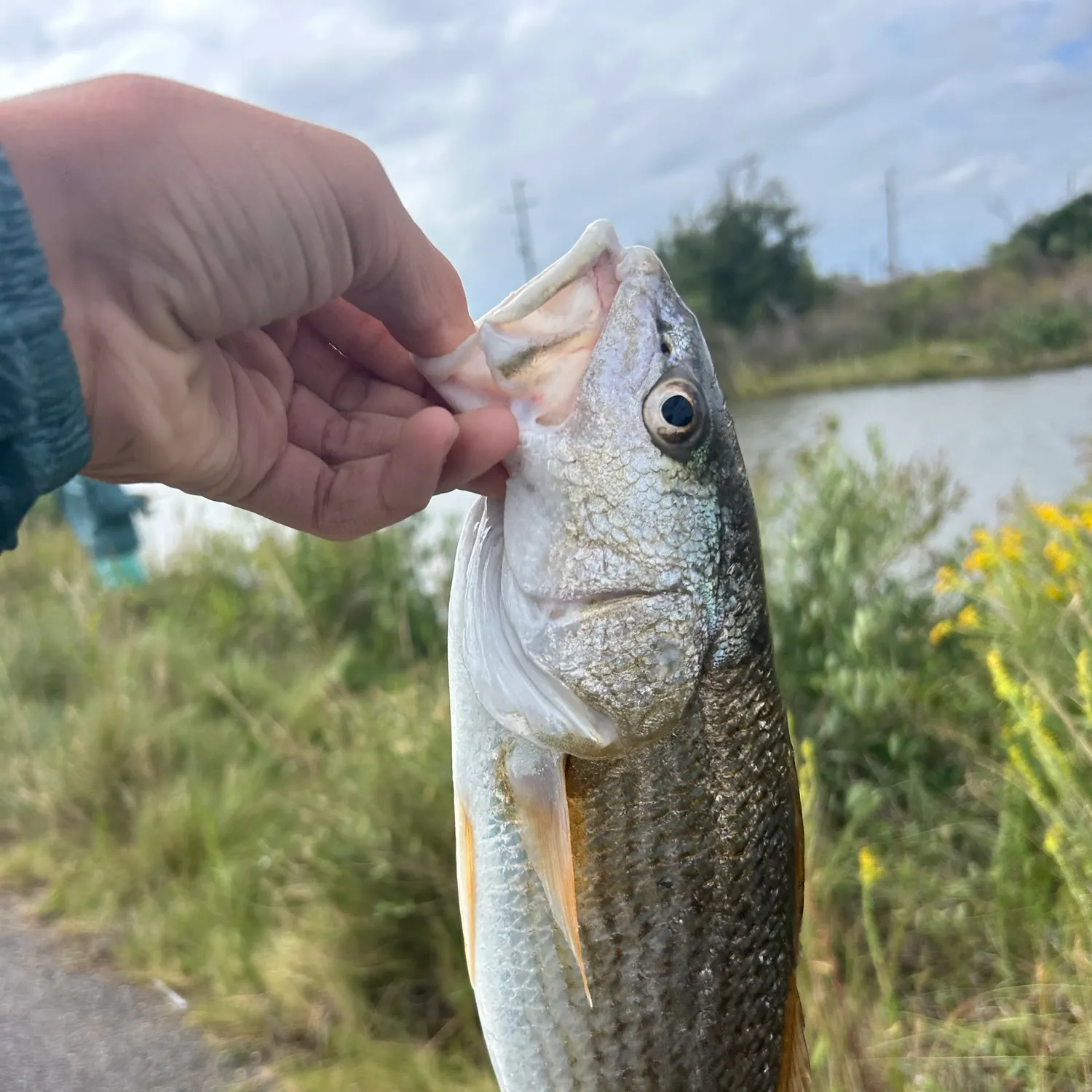 Red drum caught on Fishbrain