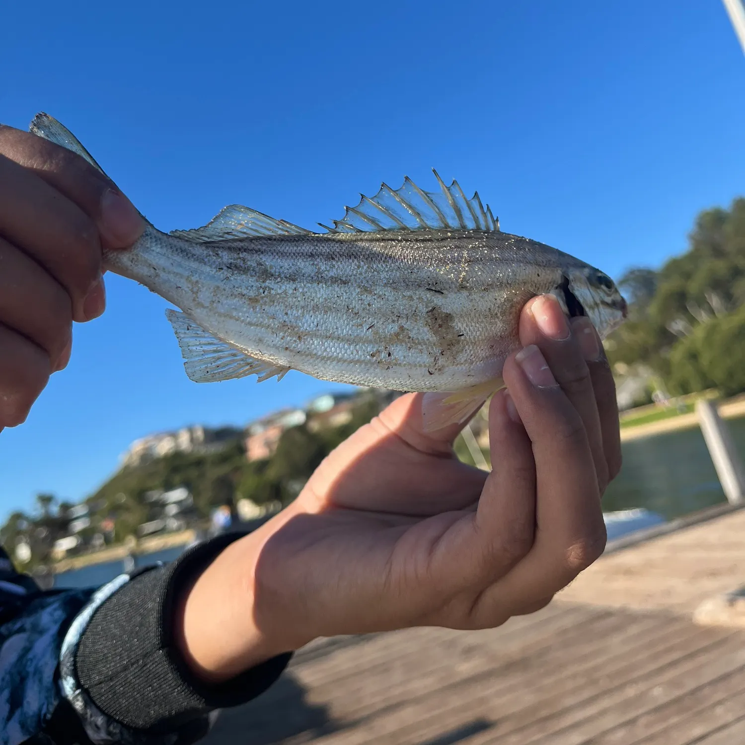 The most recent Striped trumpeter catches on Fishbrain