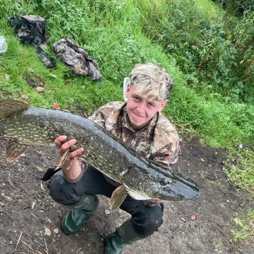 Northern pike caught on Fishbrain