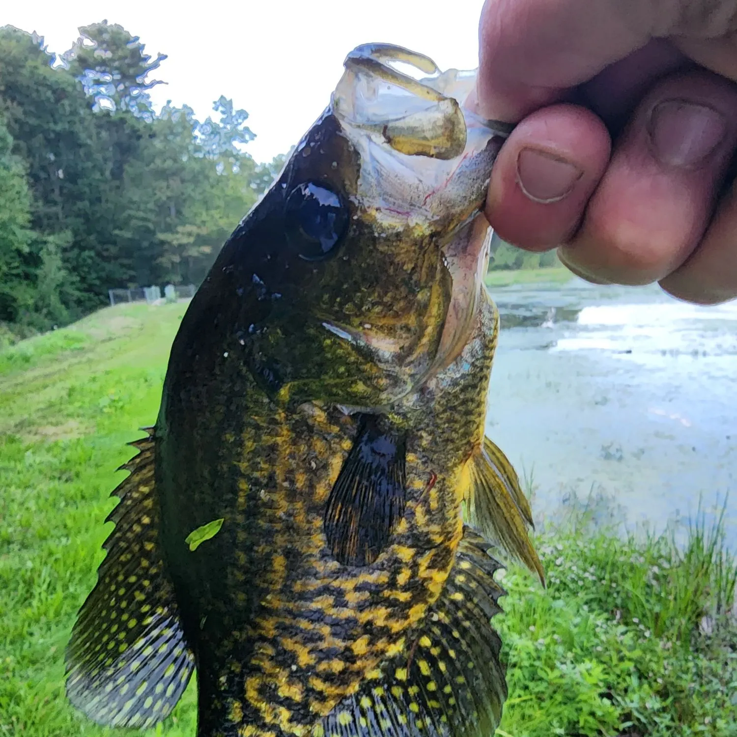 Black crappie caught on Fishbrain