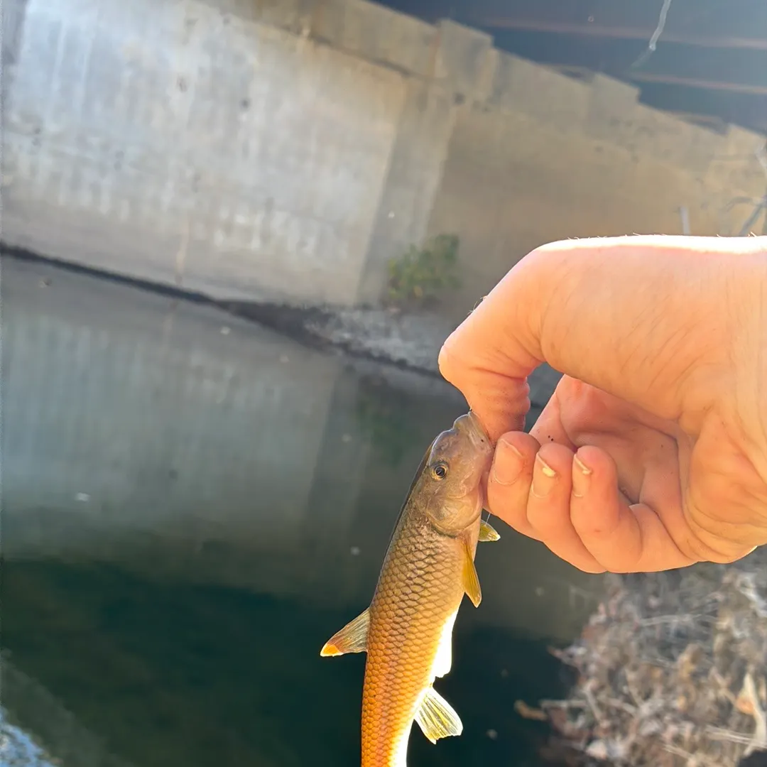 River chub caught on Fishbrain