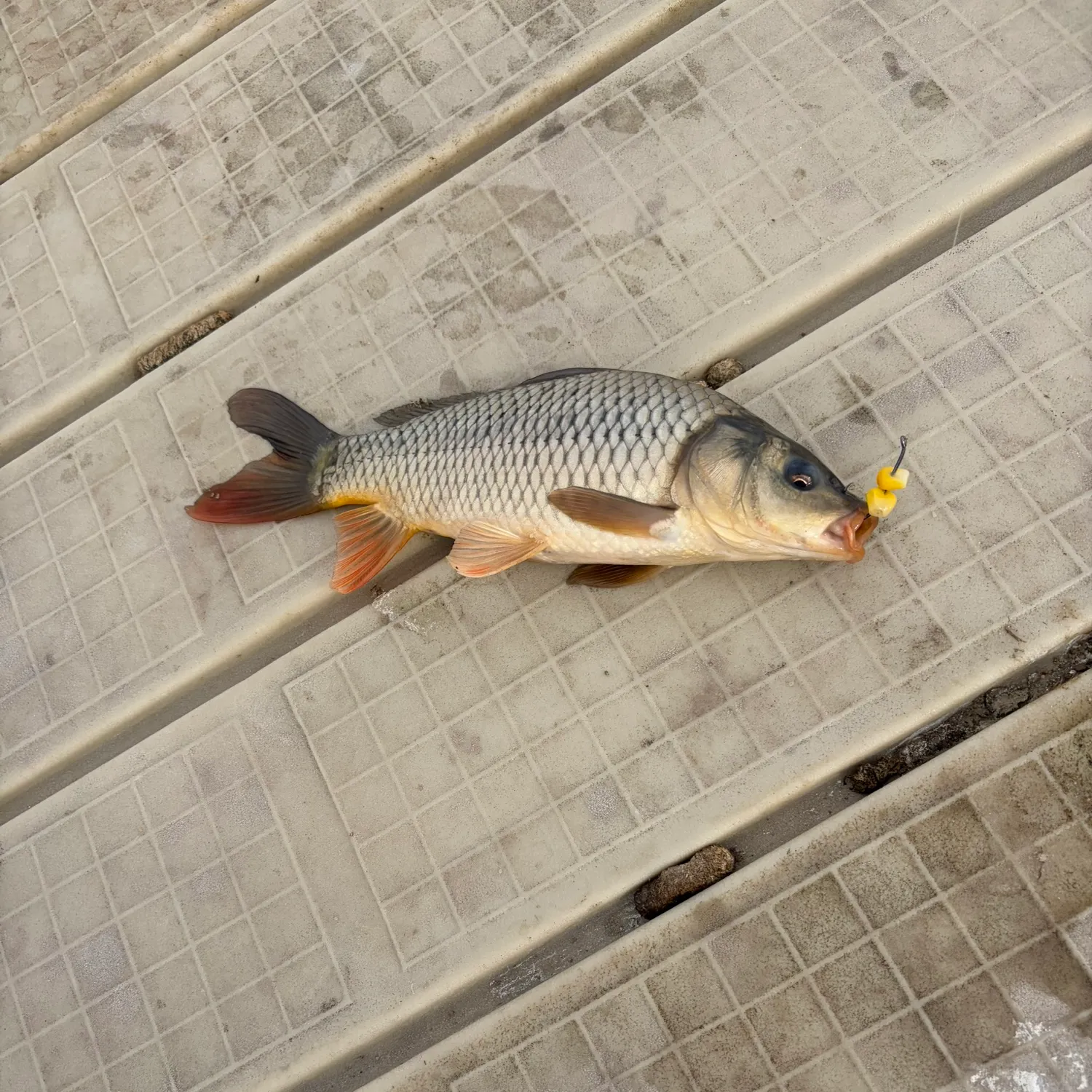 The most recent Ghost carp catches on Fishbrain