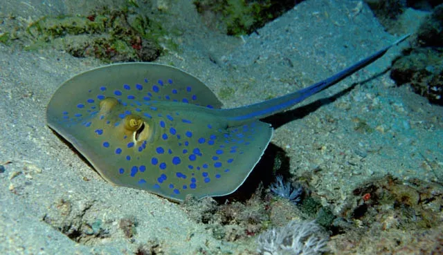 Bluespotted ribbontail ray