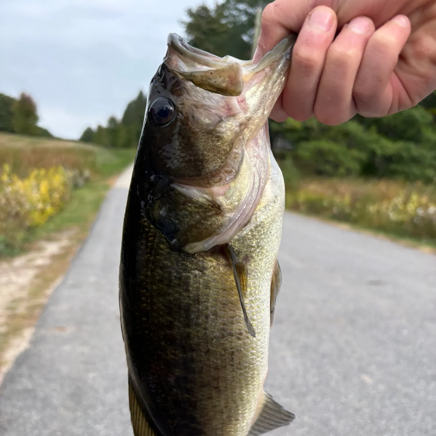 Largemouth bass caught on Fishbrain
