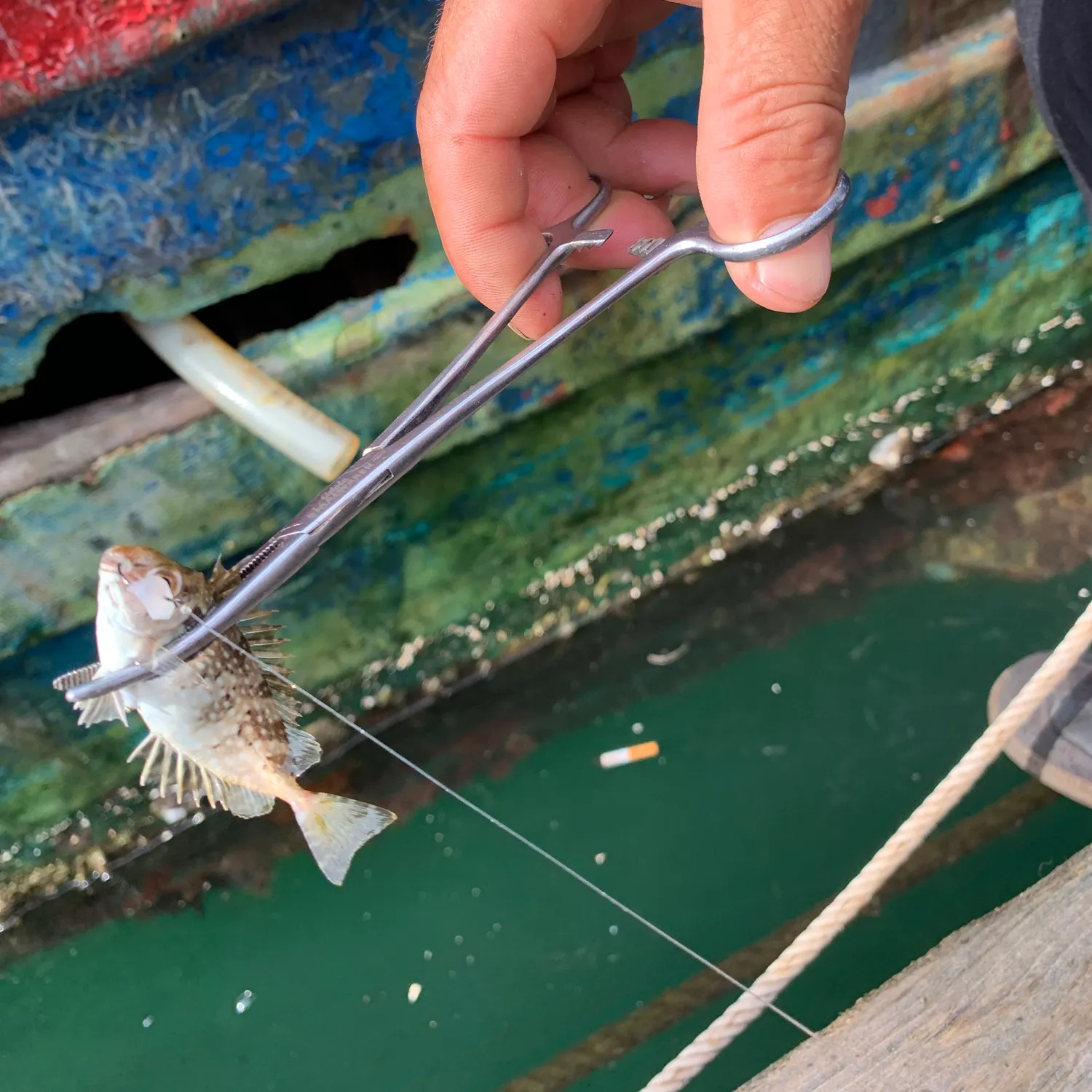 The most recent Mottled spinefoot catches on Fishbrain