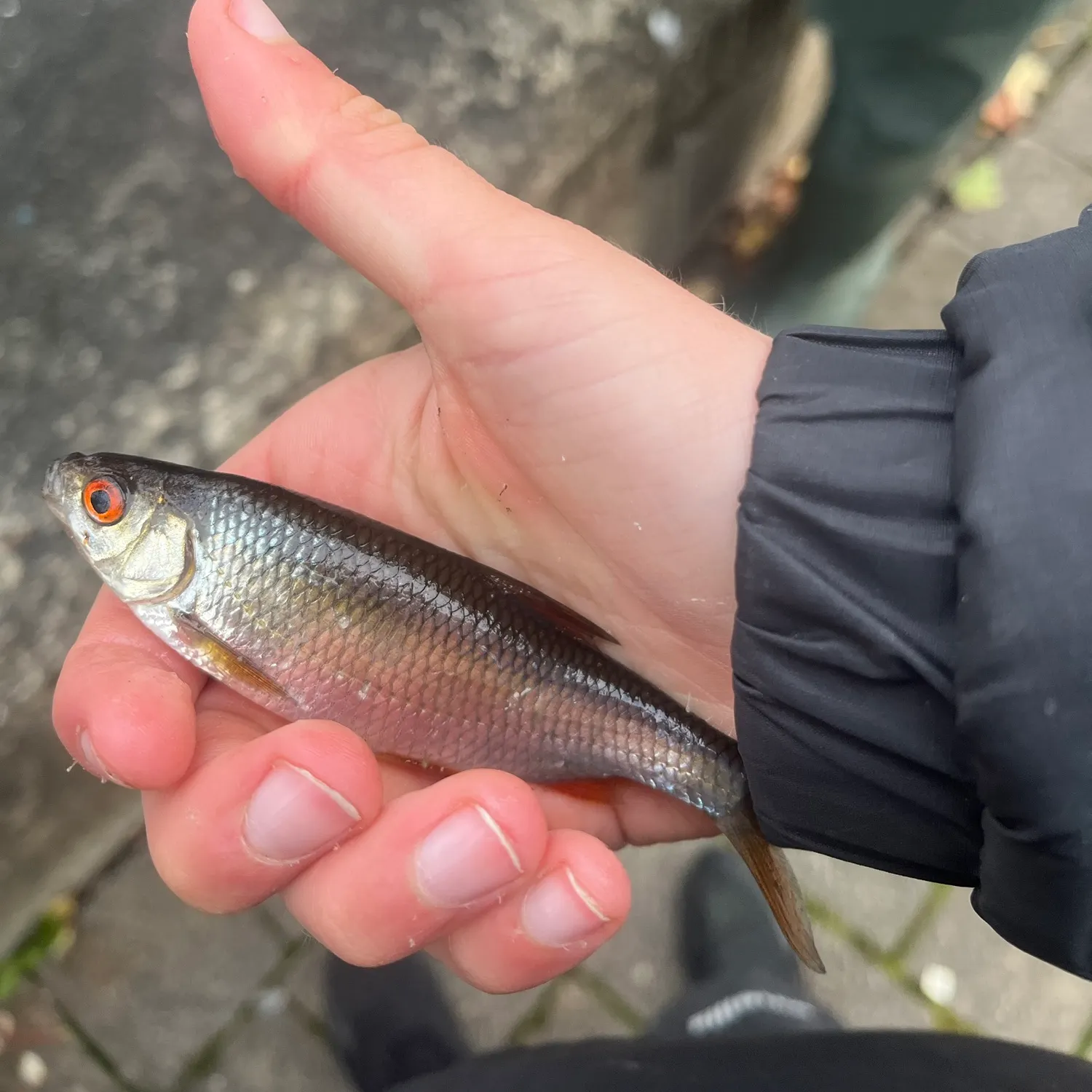 Common roach caught on Fishbrain