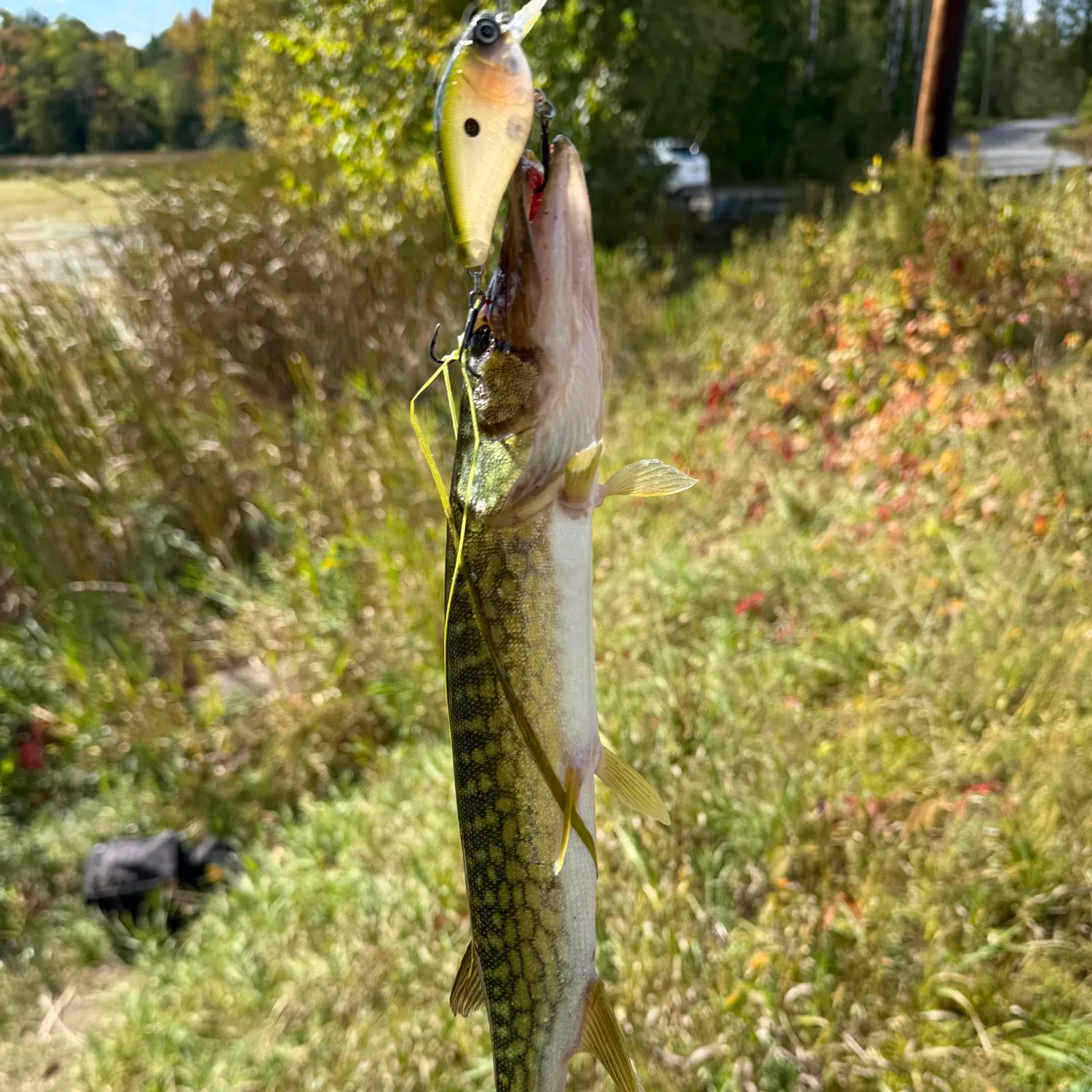 Chain pickerel caught on Fishbrain