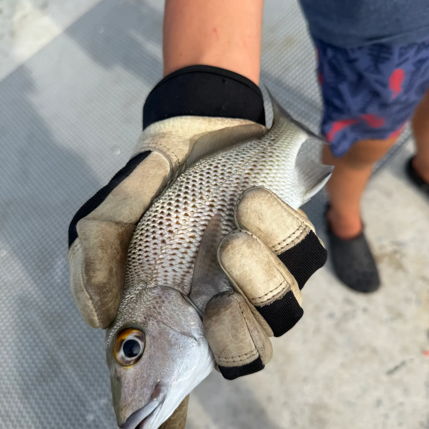 The most recent White bass catches on Fishbrain