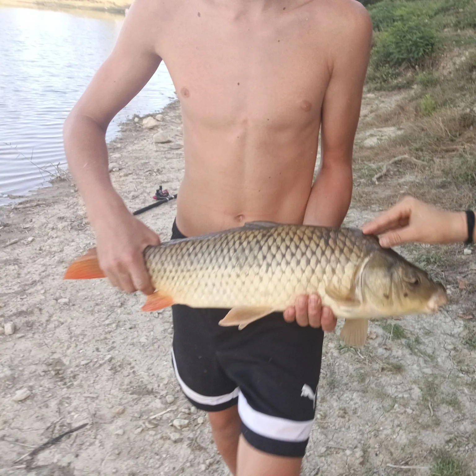 Common carp caught on Fishbrain