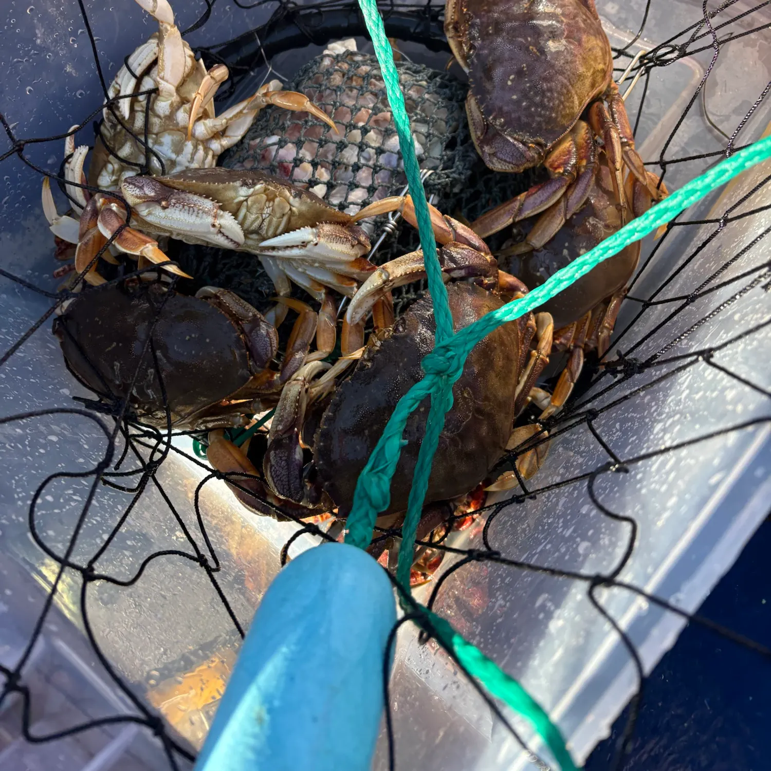 Dungeness crab caught on Fishbrain