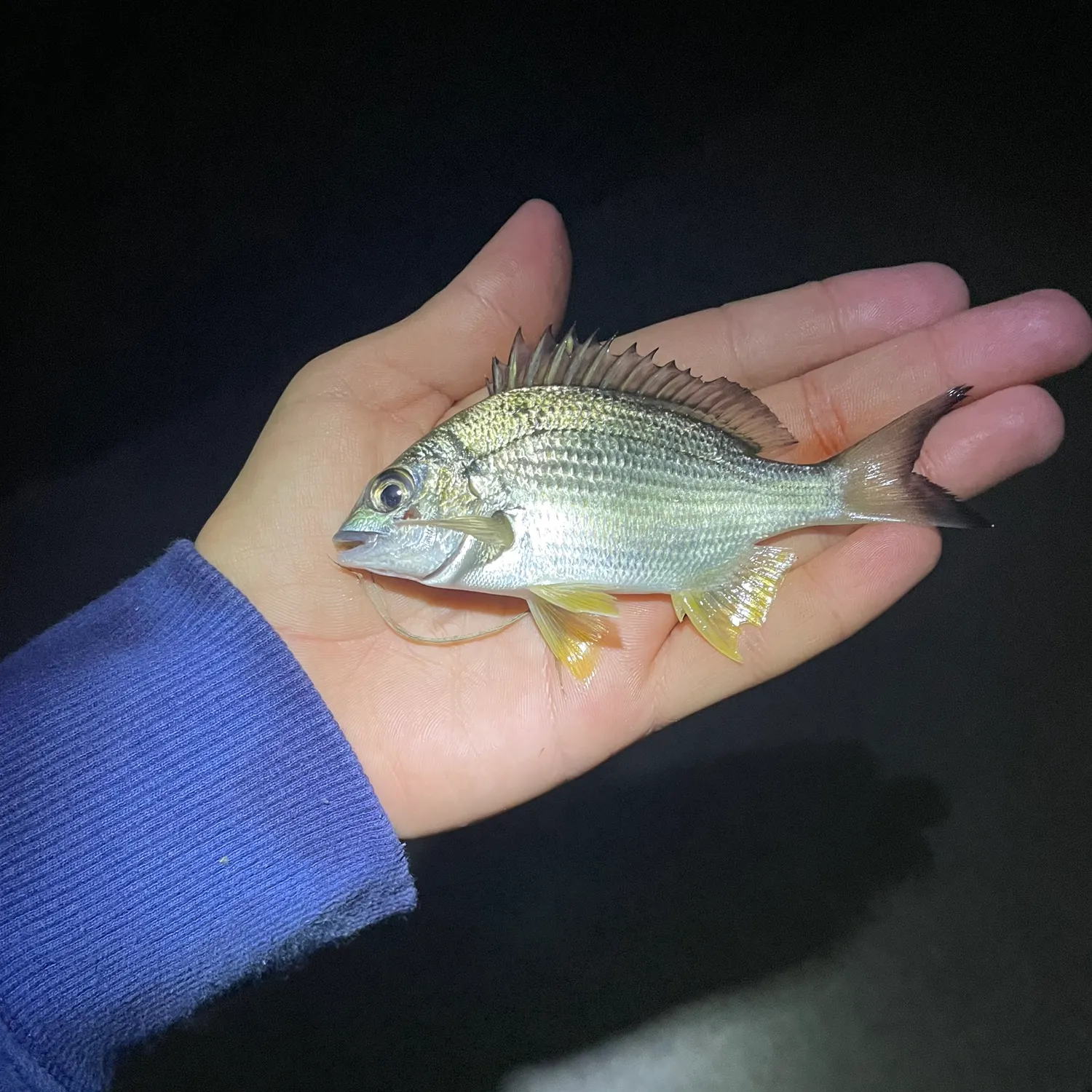Surf bream caught on Fishbrain