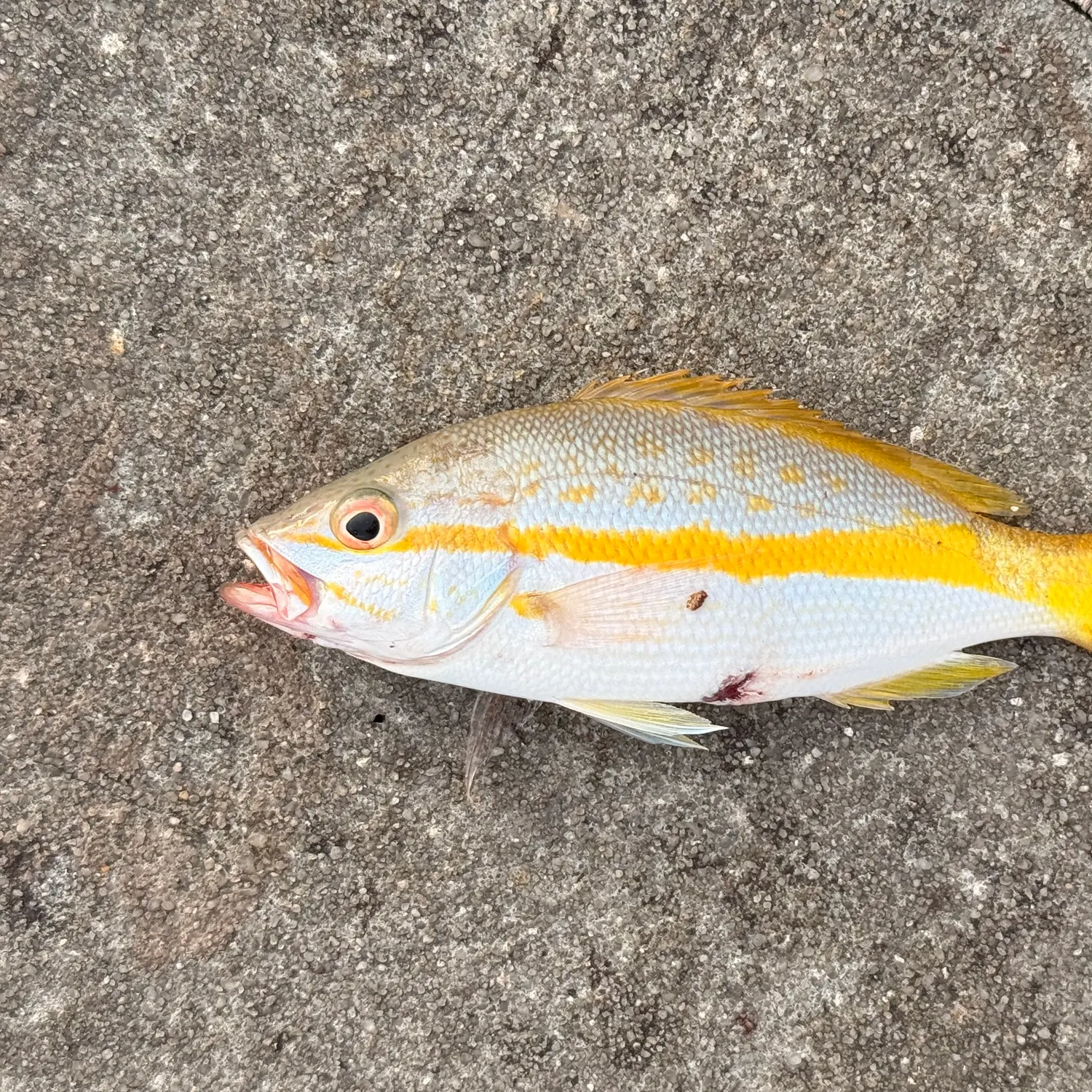 Yellowtail snapper caught on Fishbrain
