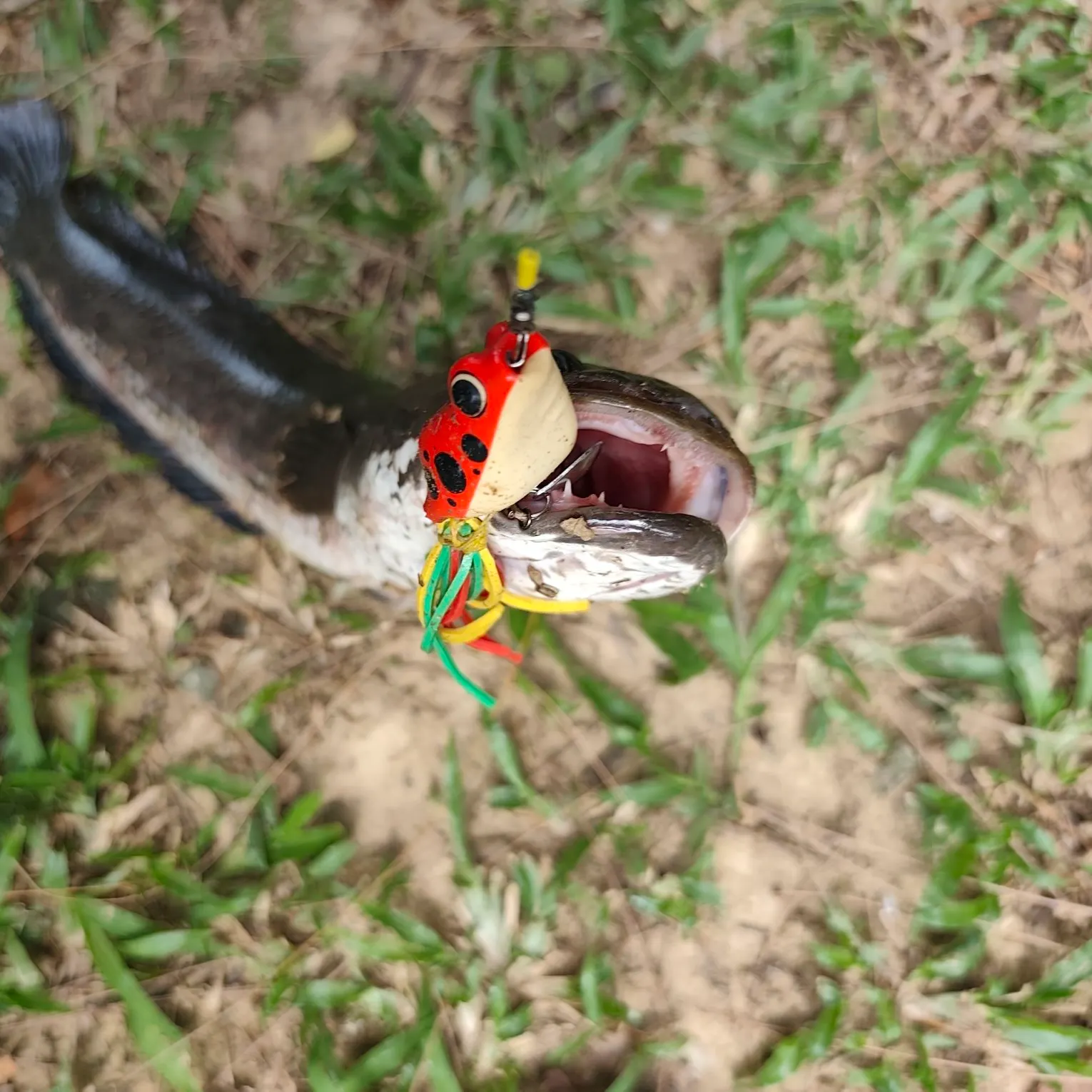 The most recent Mekong giant catfish catches on Fishbrain