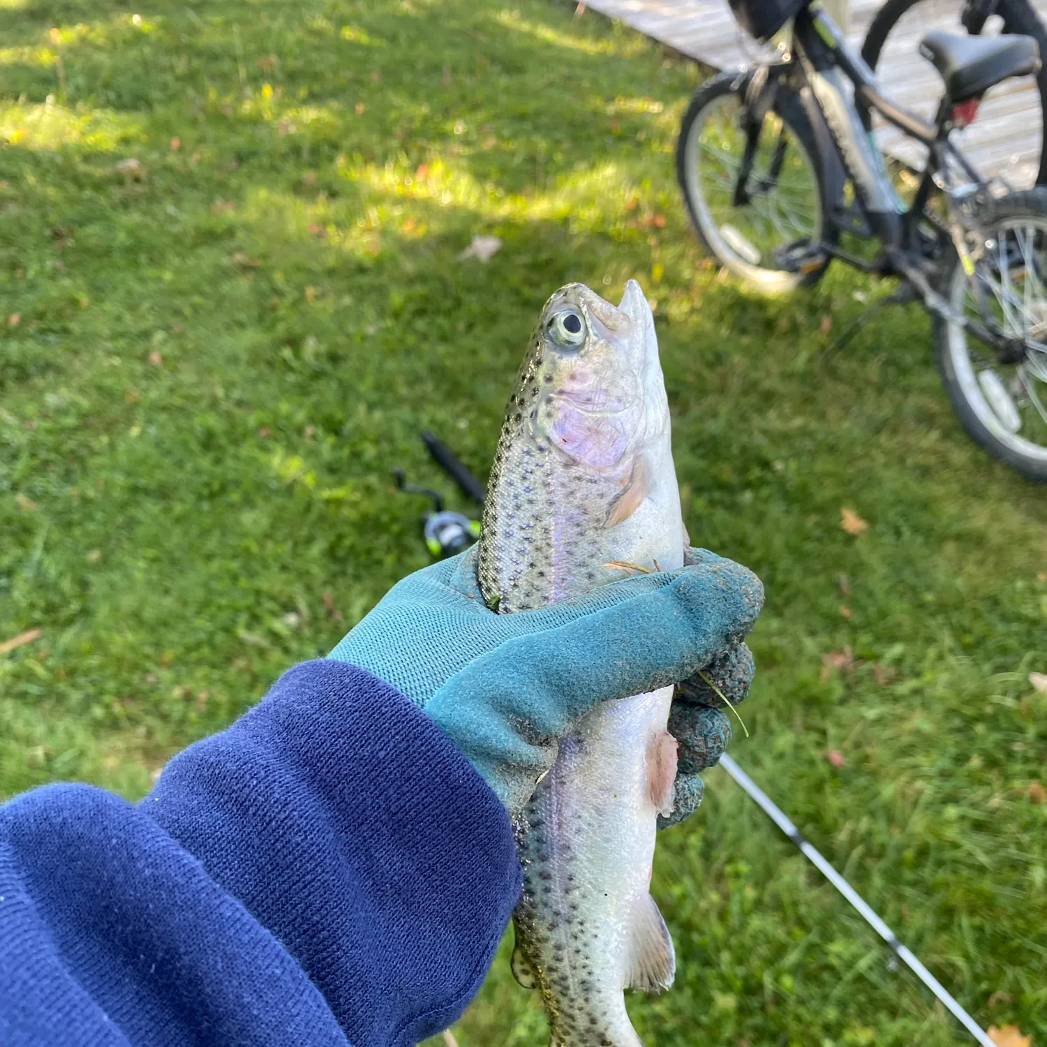 Rainbow trout caught on Fishbrain