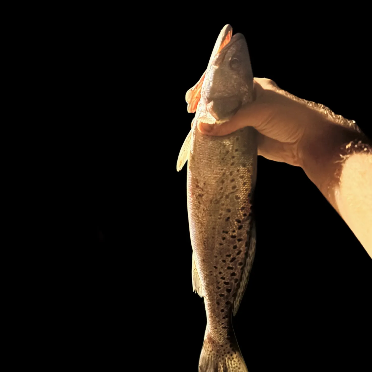 Spotted seatrout caught on Fishbrain