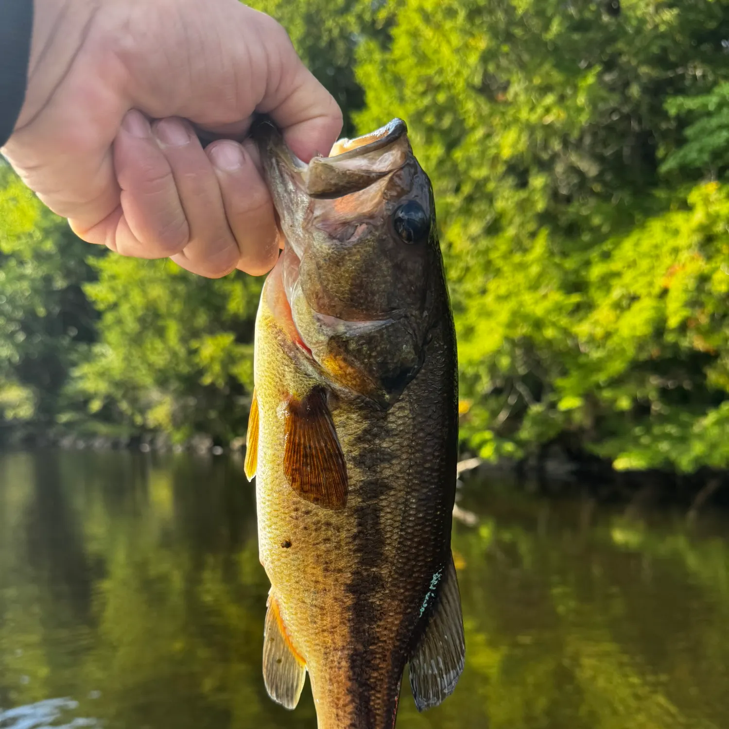 Largemouth bass caught on Fishbrain