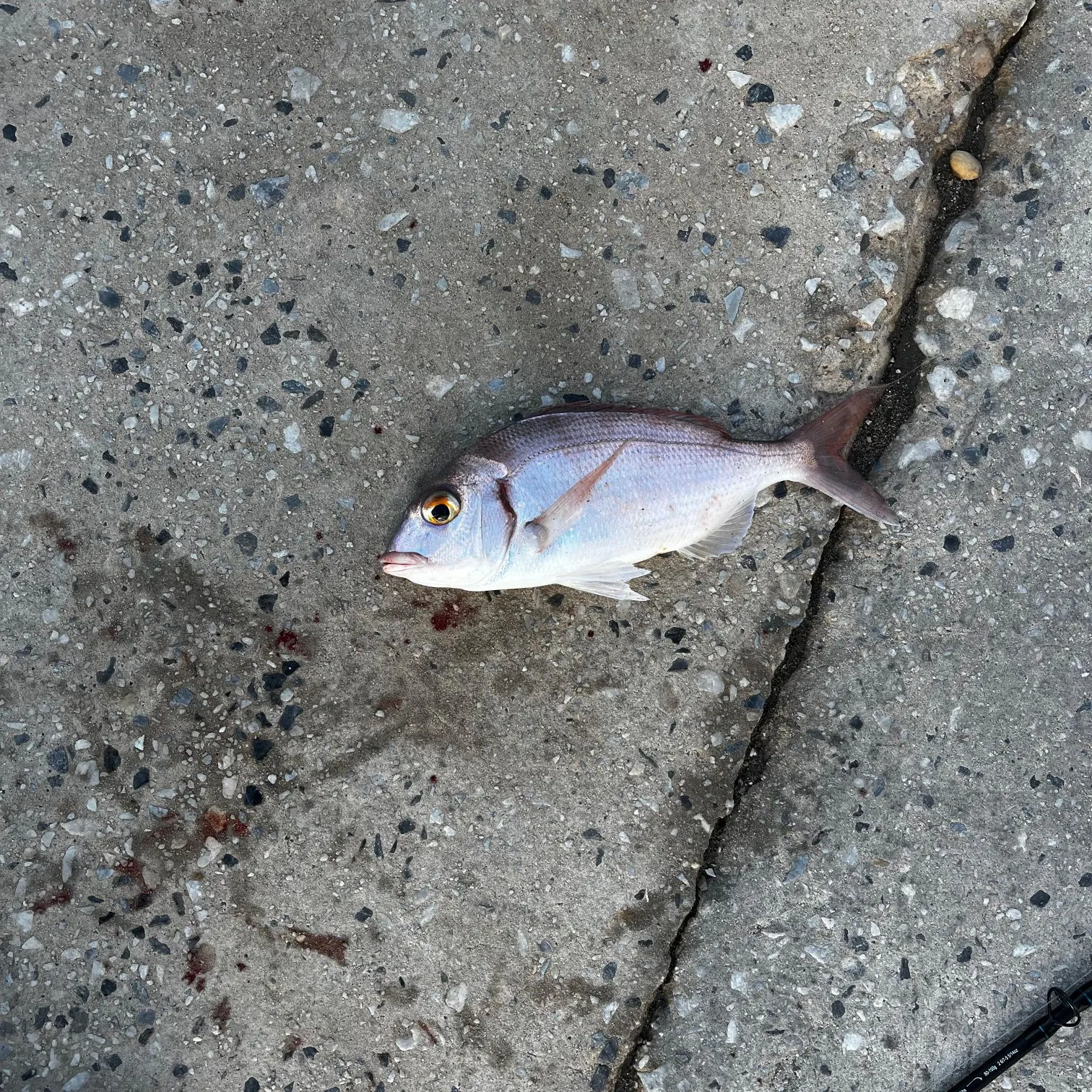 The most recent Common seabream catches on Fishbrain