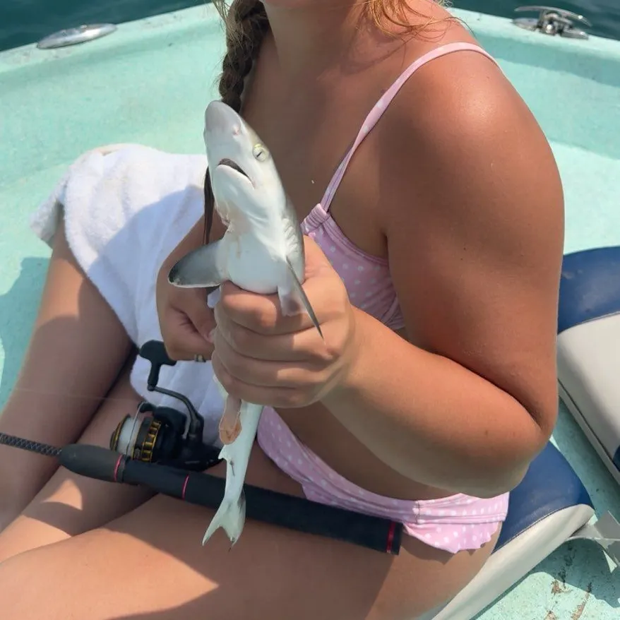 The most recent Blacktip shark catches on Fishbrain