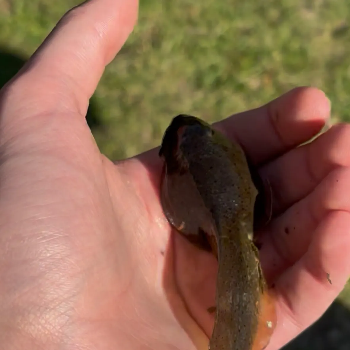 The most recent Tadpole whiptail catches on Fishbrain