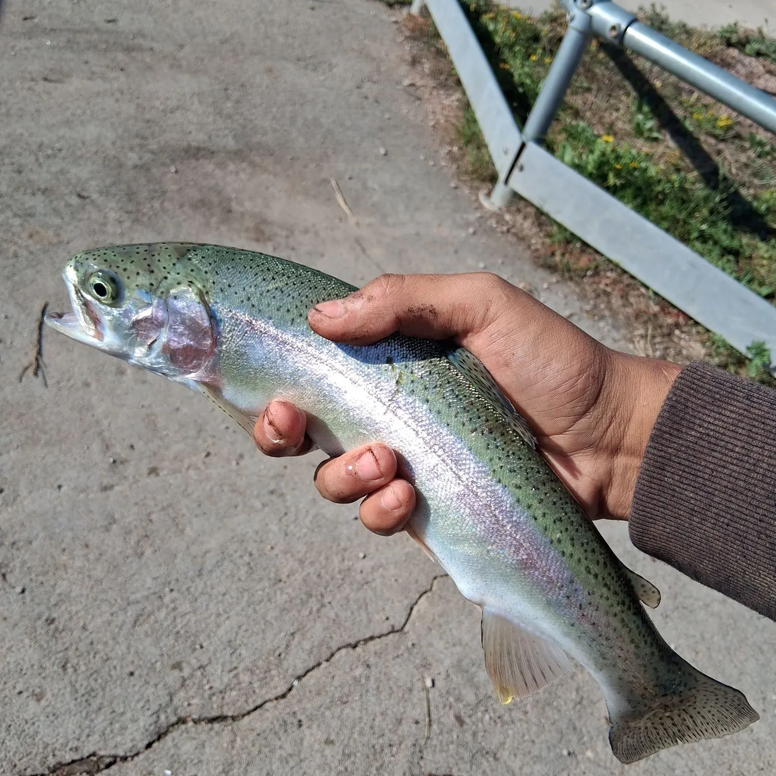 Rainbow trout caught on Fishbrain