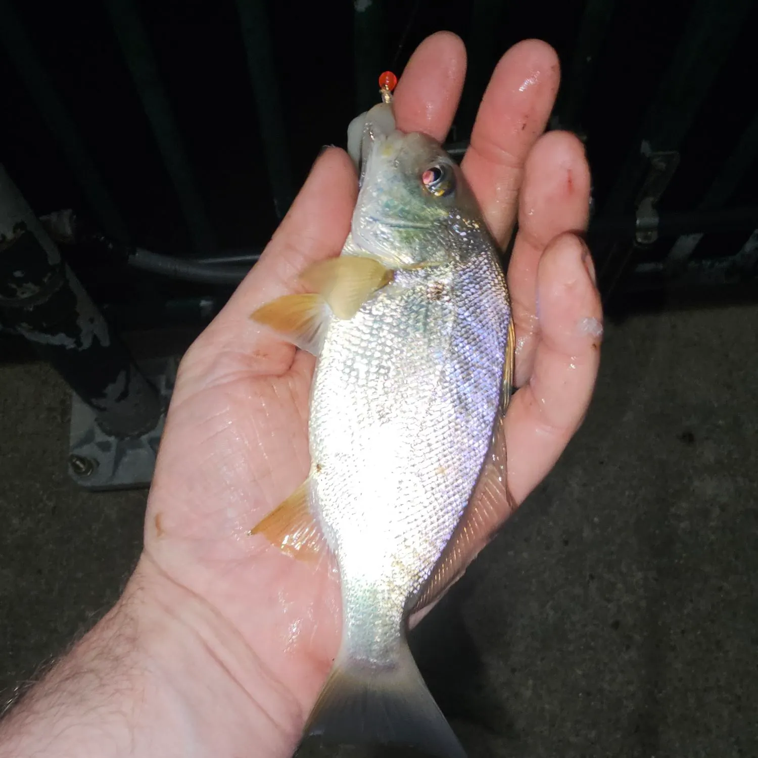 The most recent Spot croaker catches on Fishbrain