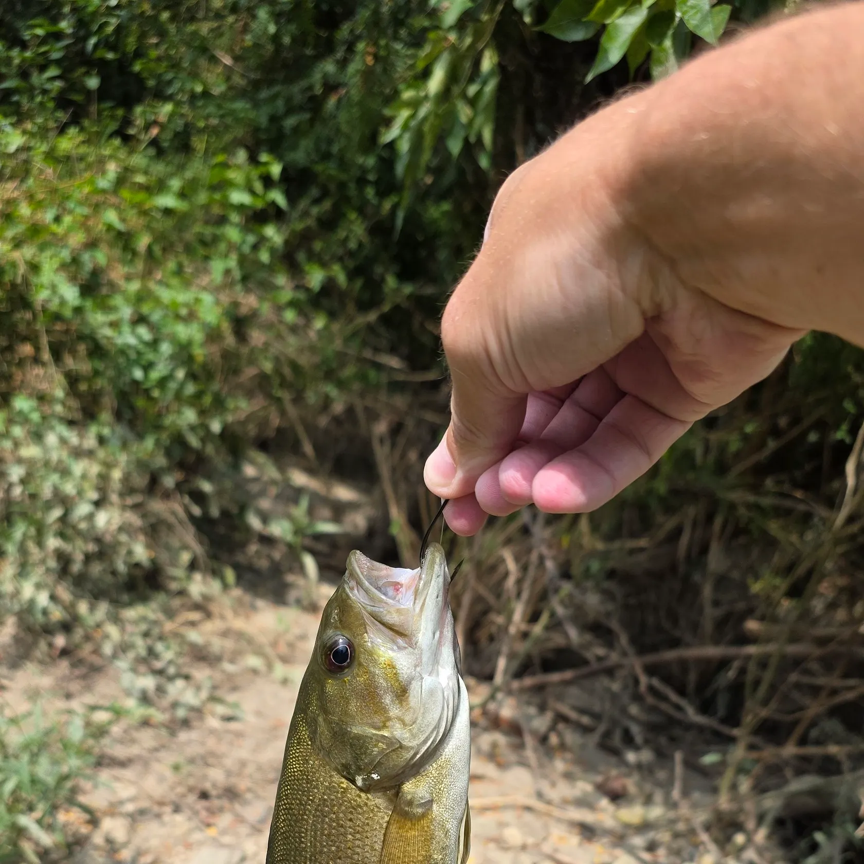 Smallmouth bass caught on Fishbrain