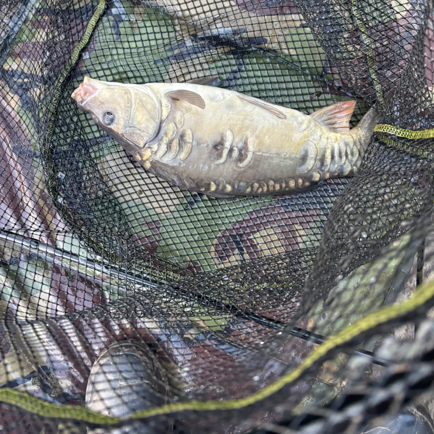 Mirror carp caught on Fishbrain