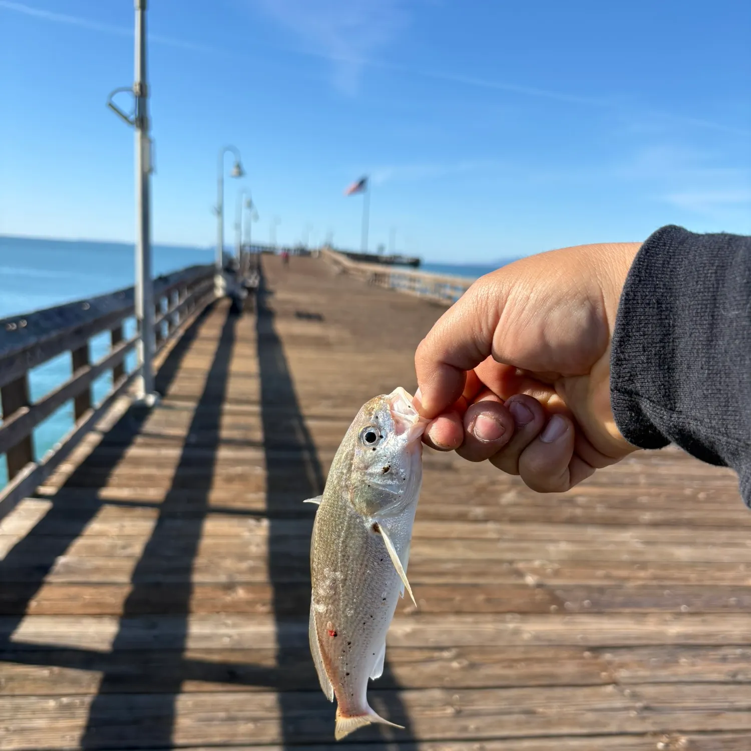 The most recent Surf smelt catches on Fishbrain