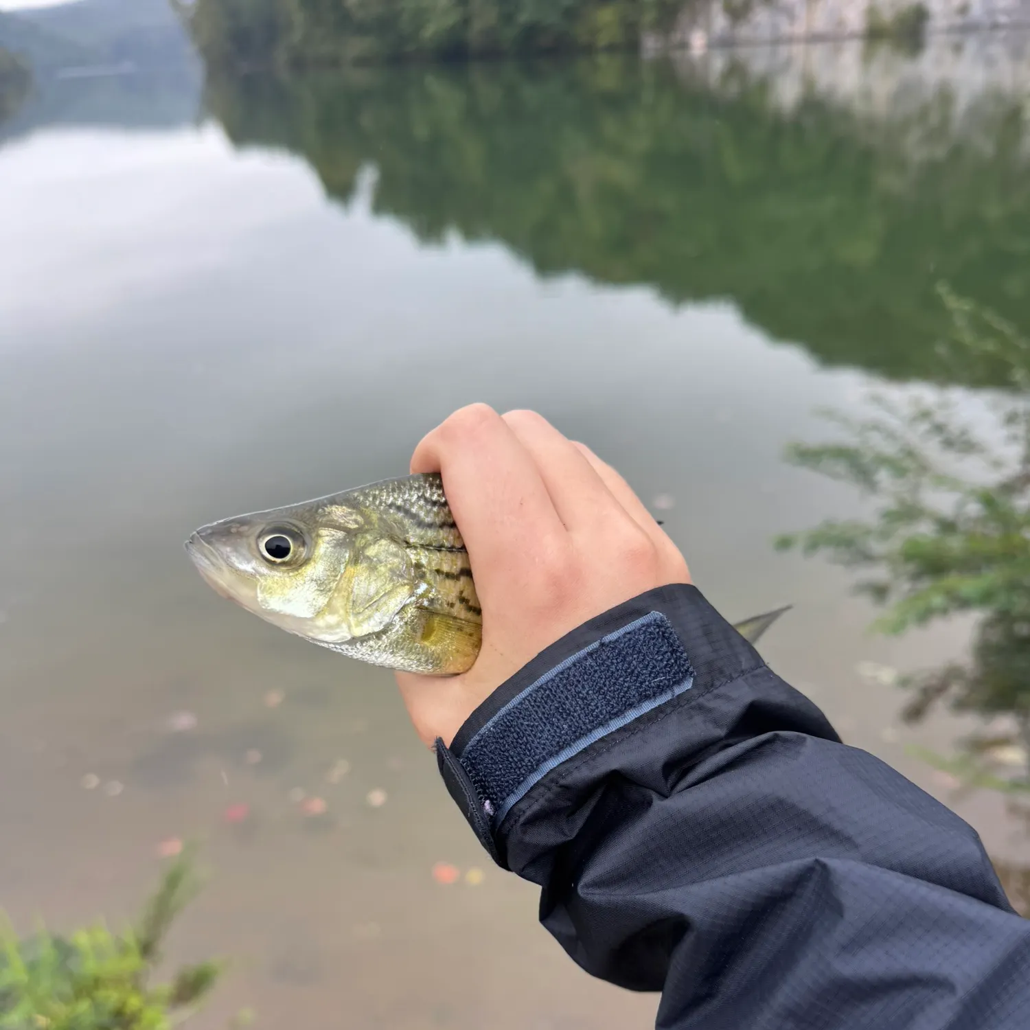 Yellow bass caught on Fishbrain