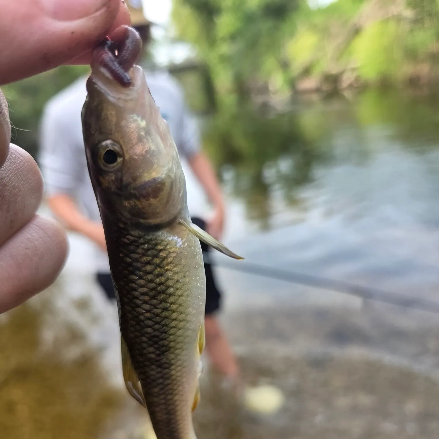 Hornyhead chub caught on Fishbrain